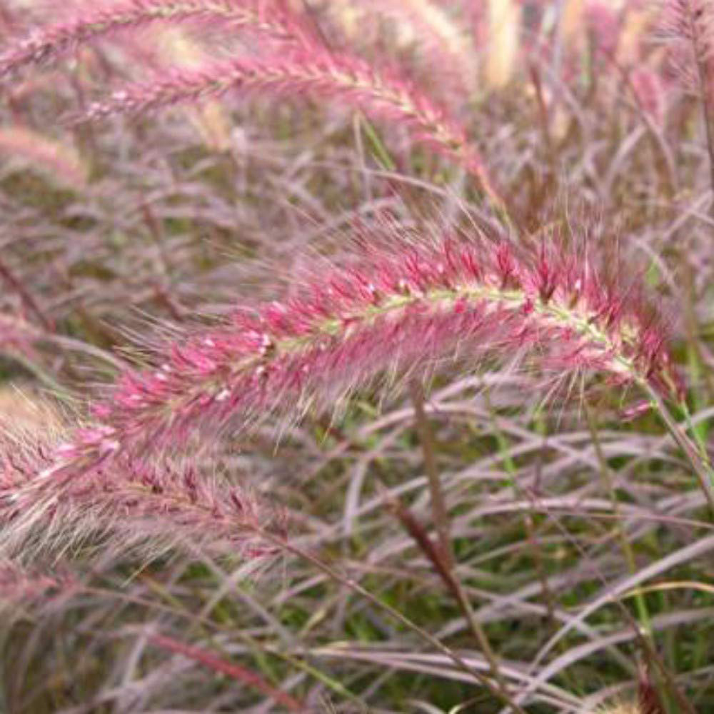 Thompson and Morgan Pennisetum Rubrum Potted Plant 9cm Image 2