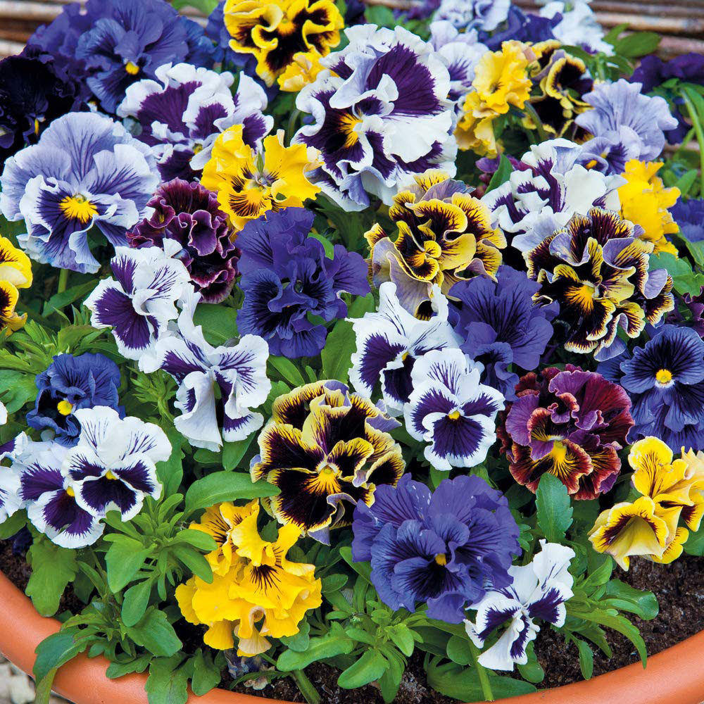 Thompson and Morgan Pansy Frizzle Sizzle Mixed Garden Ready Plant 30 Pack Image 2