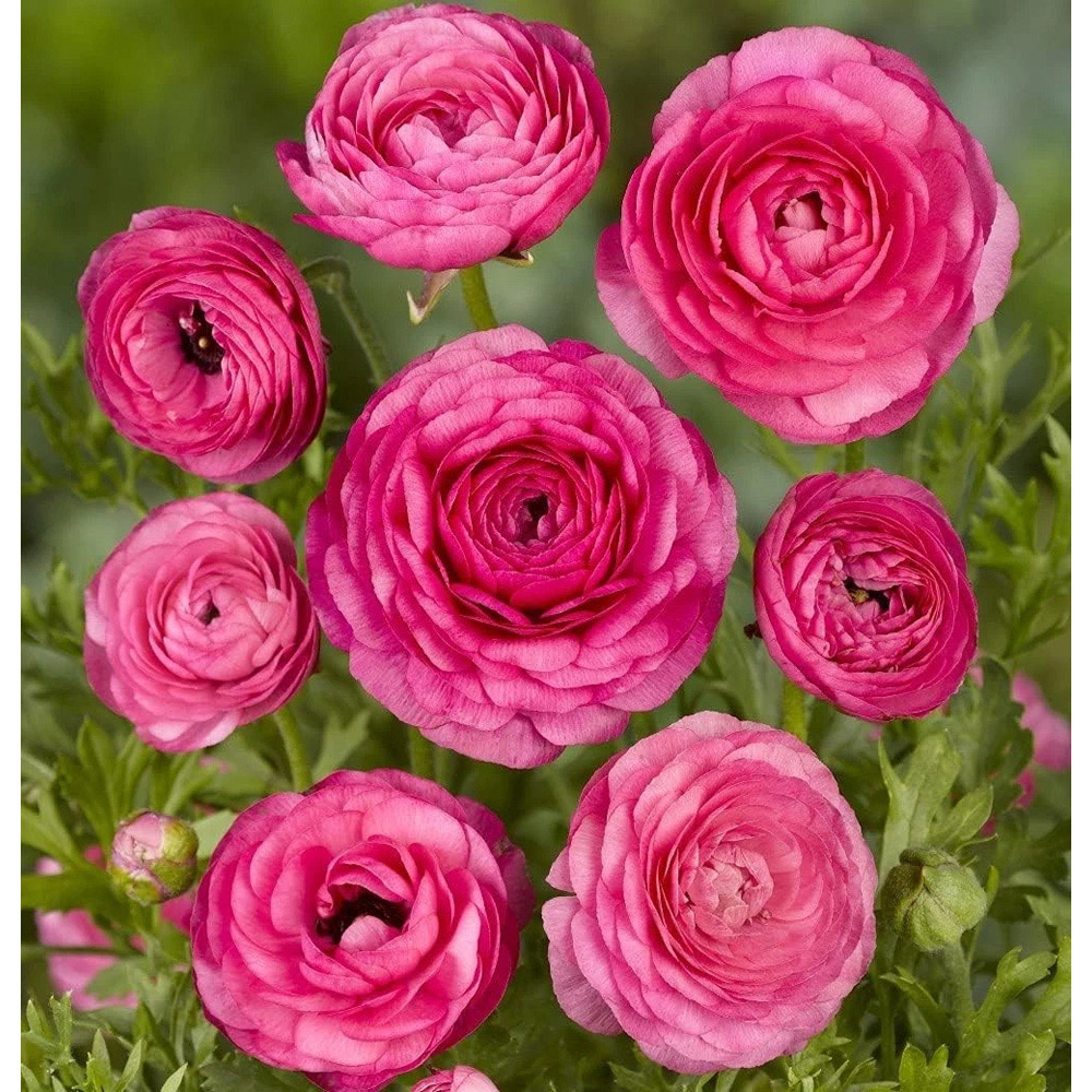 Thompson and Morgan Ranunculus Pink Autumn Planting Bulb 8 Pack Image 3