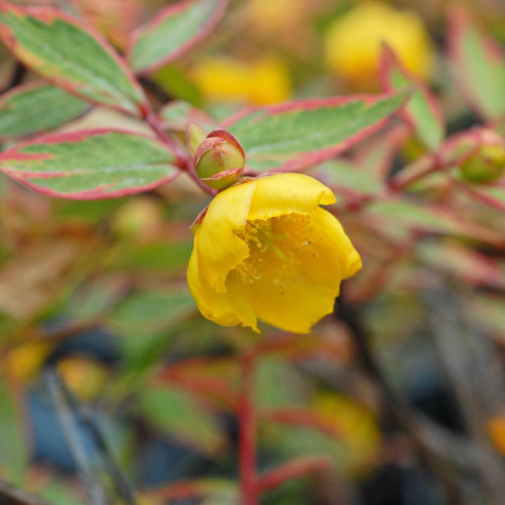 Thompson and Morgan Hypericum x Moserianum Tricolour Plant Pot 9cm 3 Pack Image 2