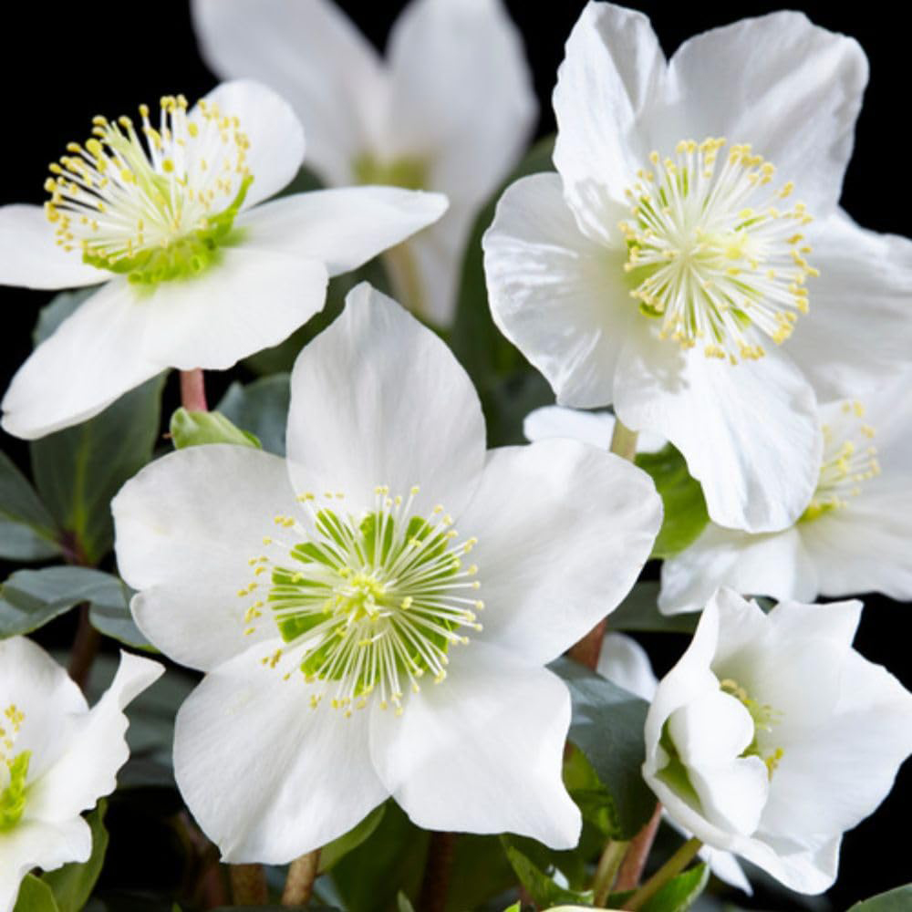 Thompson and Morgan Christmas Gift Helleborus Christmas Carol Plant Pot 12cm 3 Pack Image 5
