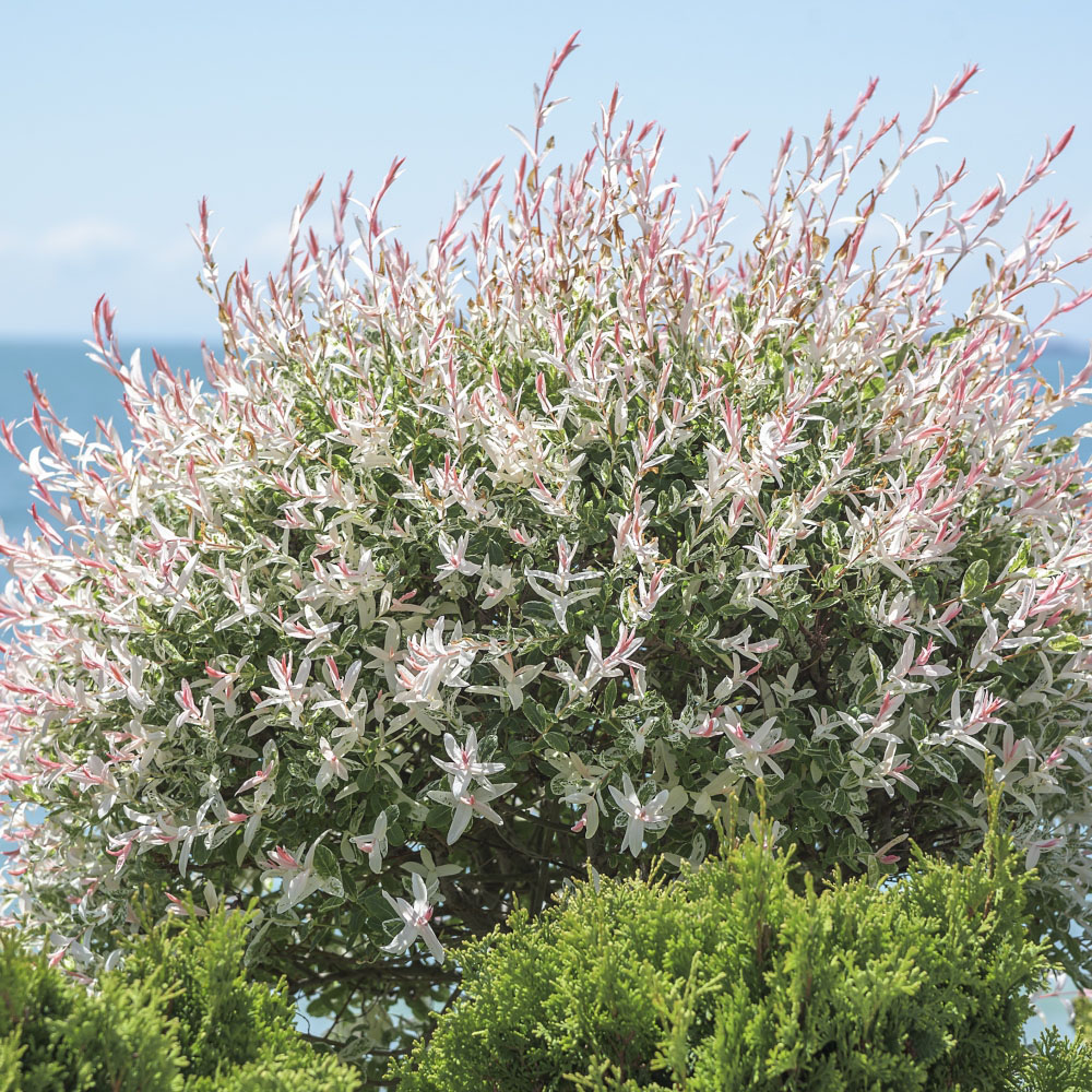 Thompson & Morgan 80cm Salix Flamingo Standard Stem Pot 21cm 2 Pack Image 2