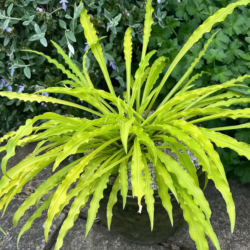 Thompson and Morgan Hosta Party Streamers Plant Pot 9cm Image 1
