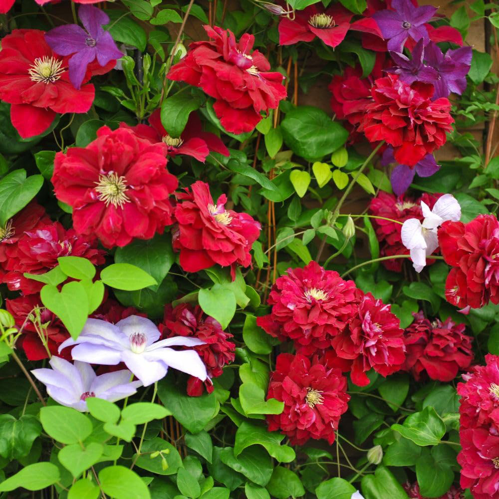 Thompson and Morgan Clematis Charmane Plant Pot 3L Image