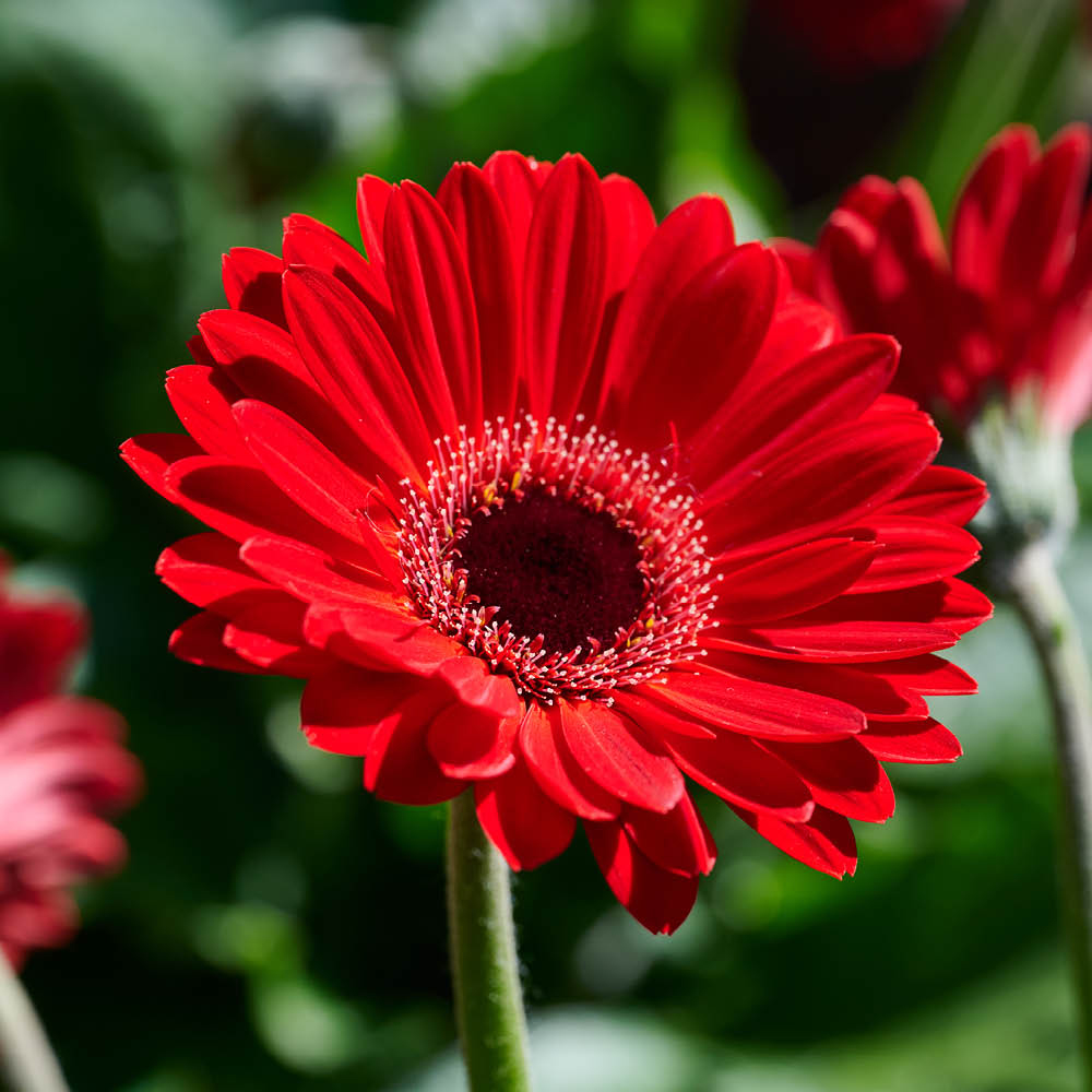 YouGarden Hardy Gerbera Garvinea Collection Plant Pot 7cm 6 Pack Image 4