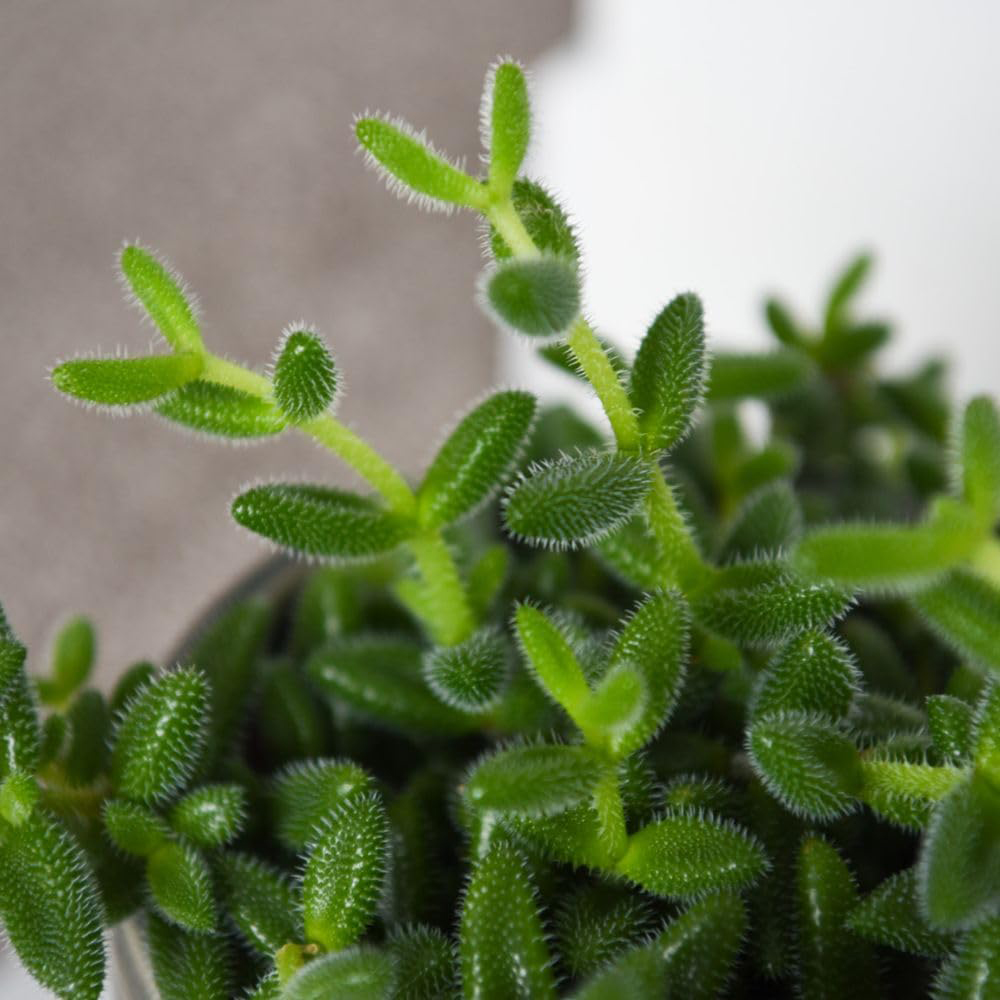 Thompson and Morgan Delosperma Echinatum Plant Pot 12cm 2 Pack Image 3