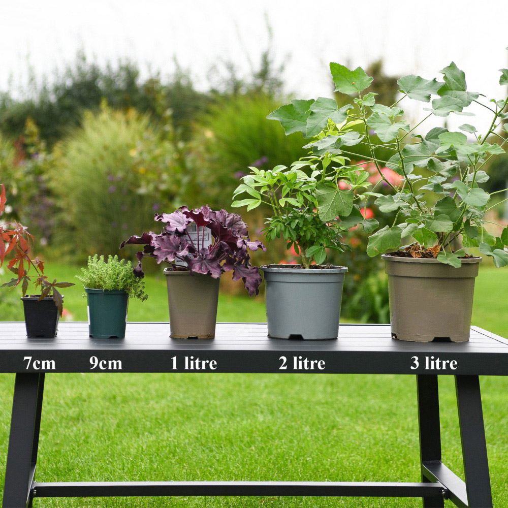 Thompson and Morgan Cordyline Trio Pot 9cm 3 Pack Image 3