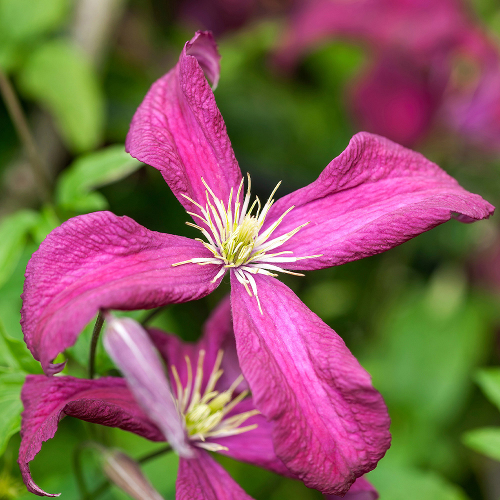 YouGarden Clematis Summer Collection Plant Pot 9cm 3 Pack Image 4