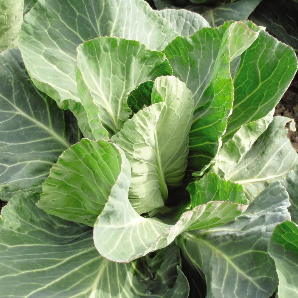 Thompson and Morgan Cabbage Summer Jewel F1 Hybrid Seeds Image 2