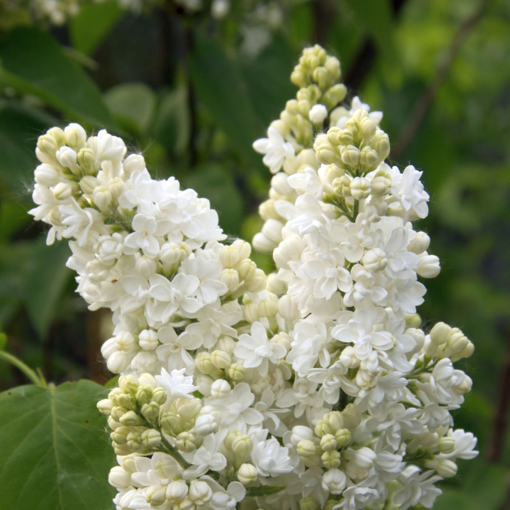 Thompson and Morgan Syringa Vulgaris Mme Lemoine Potted Plant 9cm 2 Pack Image 2