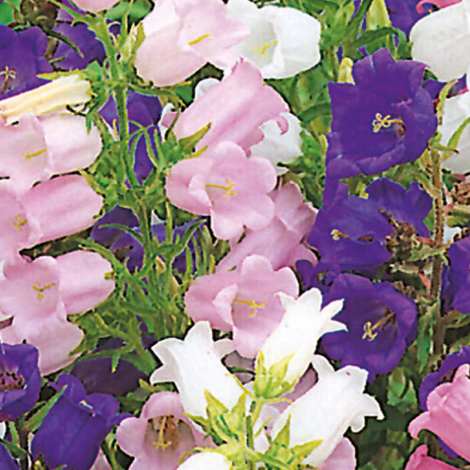 Johnsons Canterbury Bells Cottage Mixed Flower Seeds Image 1