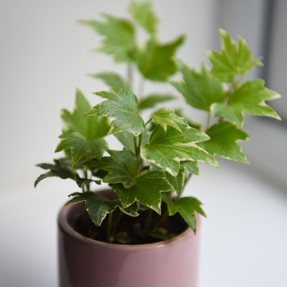 Thompson and Morgan Hedera Mix Plant Pot 6cm 12 Pack Image 3
