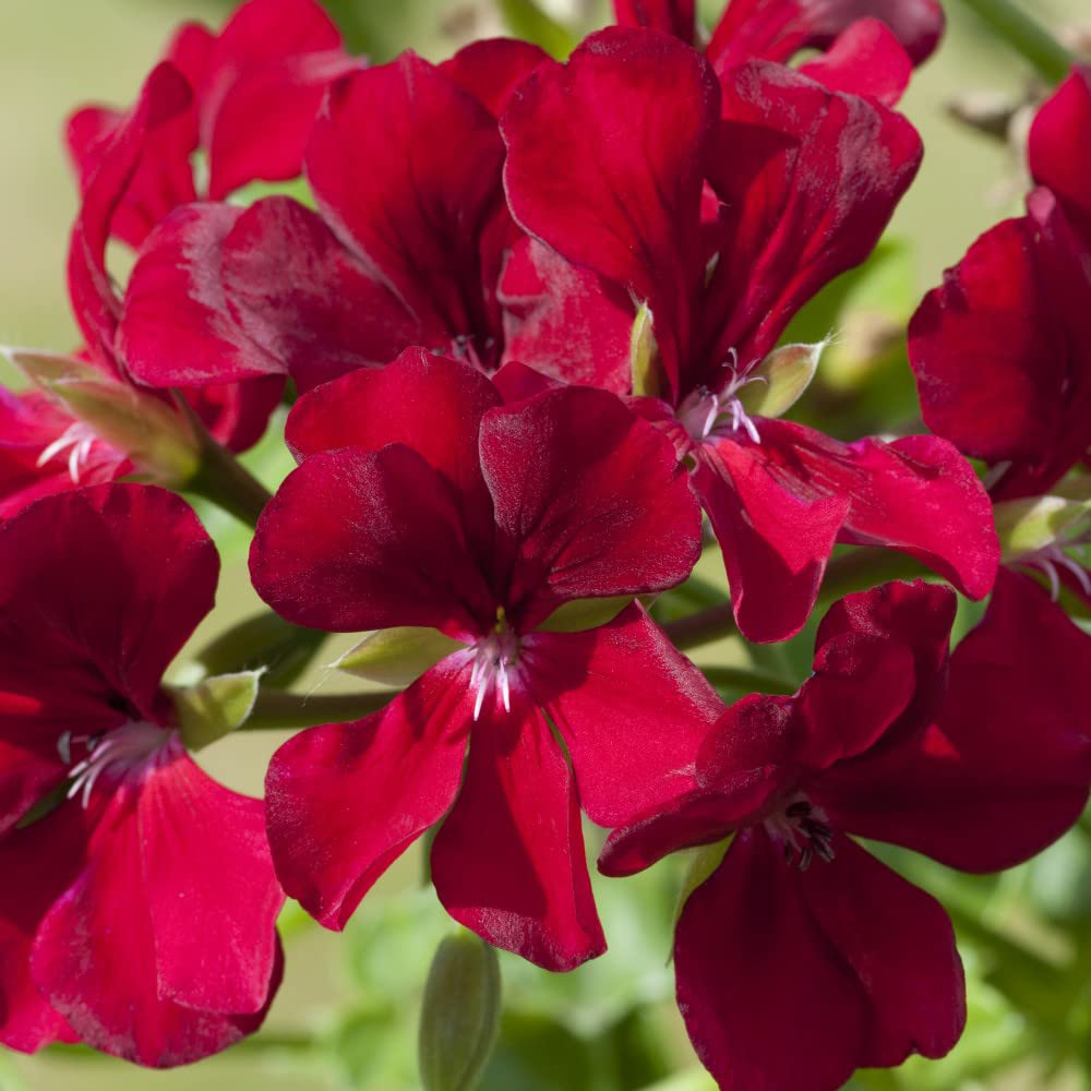 Thompson and Morgan Nurserymans Choice Geranium Jumbo Plant Plugs 20 Pack Image 4