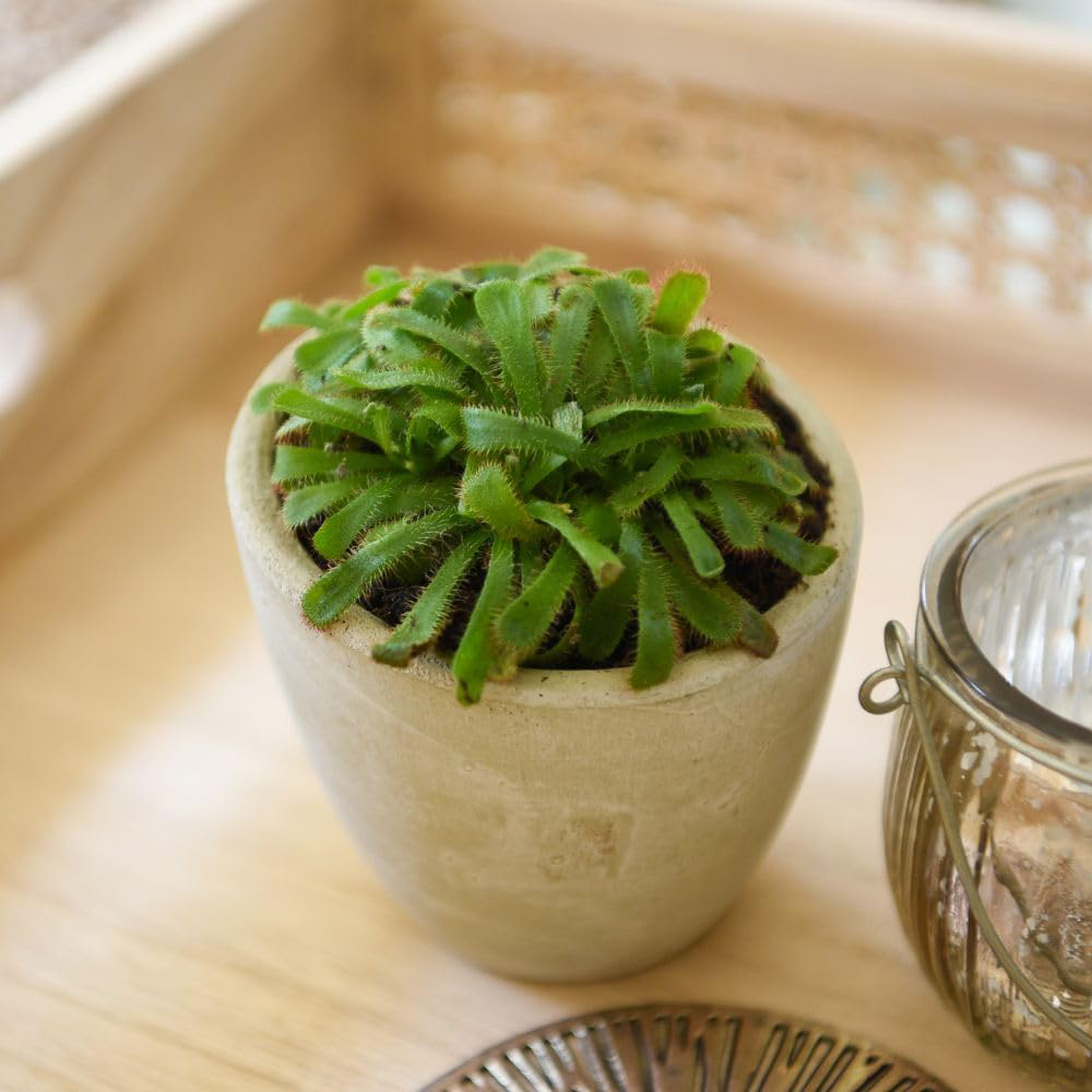 Thompson and Morgan Drosera Aliciae Plant Pot 9cm 2 Pack Image 5