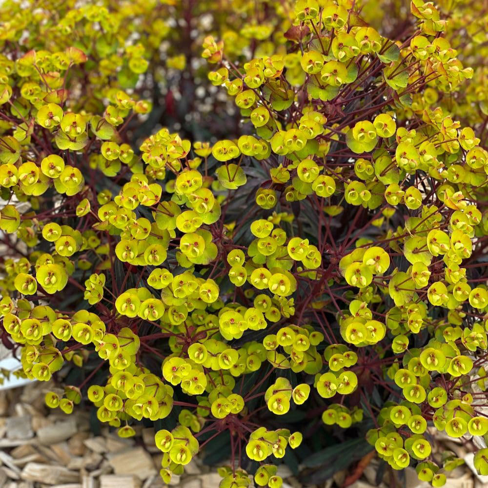 Thompson and Morgan Euphorbia Amygdaloides Miners Merlot Plant Pot 3L Image 1