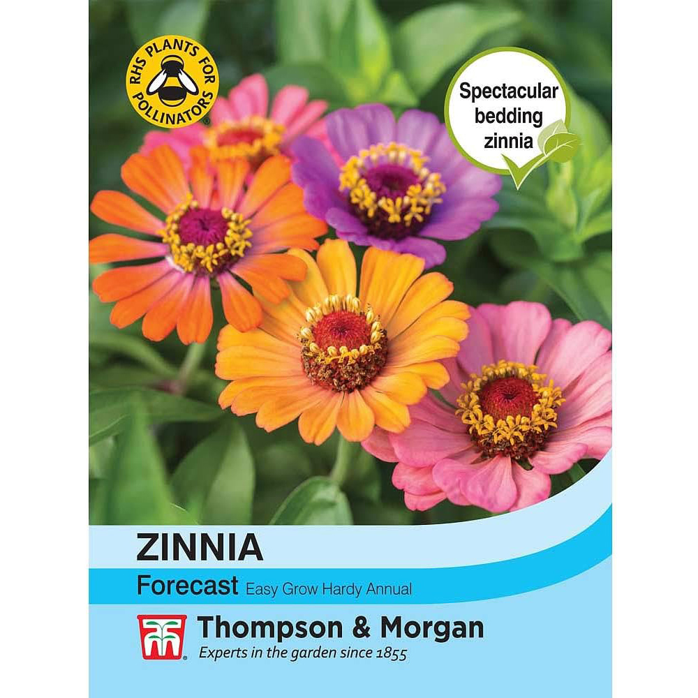 Thompson and Morgan Zinnia Elegans Forecast Seeds Image 3