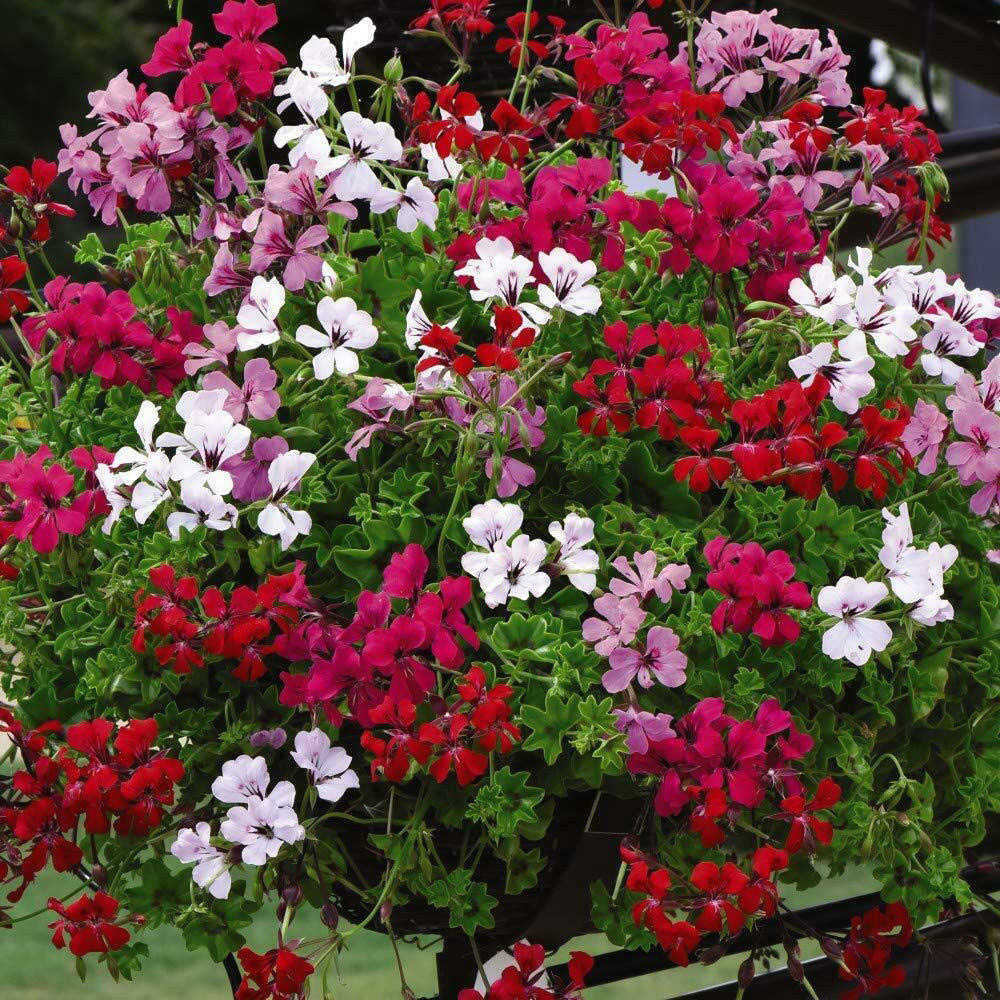 Thompson and Morgan Nurserymans Choice Hanging Basket Mixed Postiplugs 5 Pack Image 5