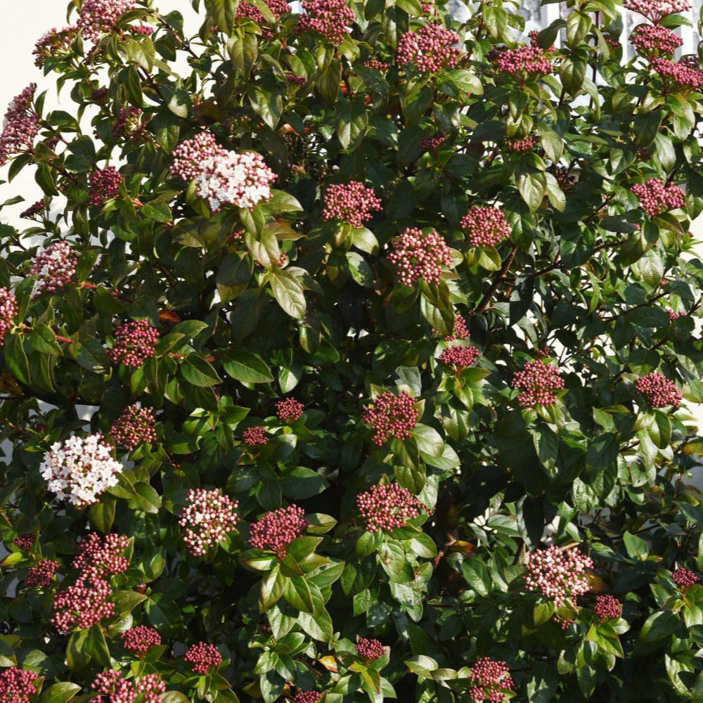Thompson and Morgan Viburnum Tinus Spirit Plant Pot 9cm Image 2