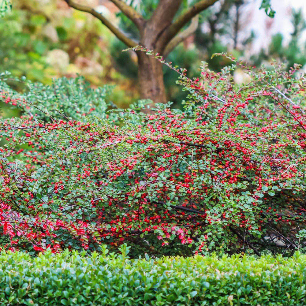 Thompson and Morgan Cotoneaster Horizontalis Variegatus Plant Pot 9cm Image 2
