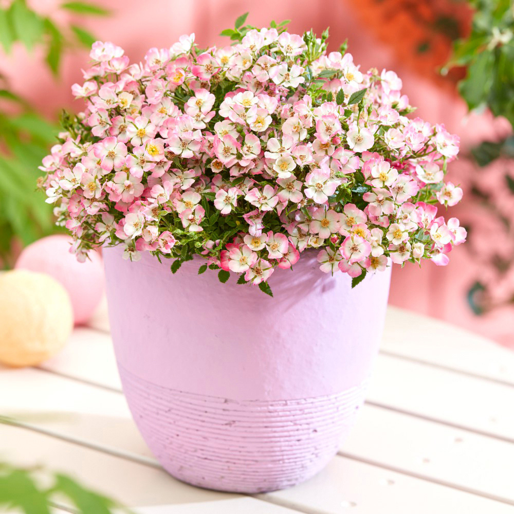 Thompson and Morgan Rosa Cutie Pie Potted Plant 12cm 2 Pack Image 1