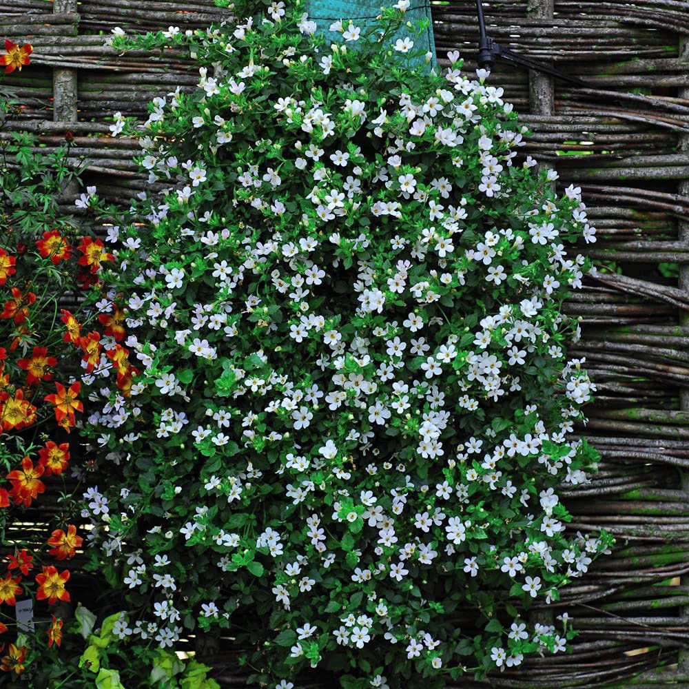 Thompson and Morgan Bacopa Snowtopia Plant Plug 48 Pack Image 5