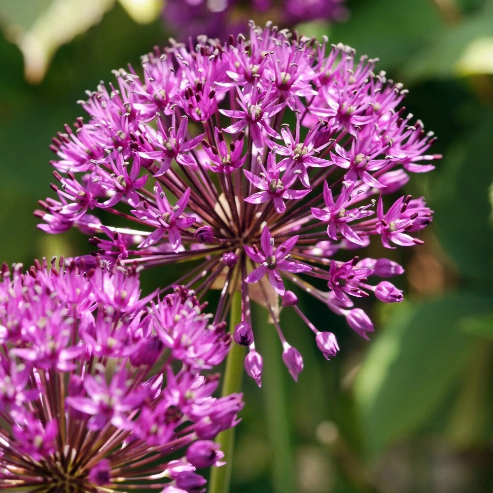 Thompson and Morgan Allium Purple Sensation Planting Bulb 8 Pack Image 4
