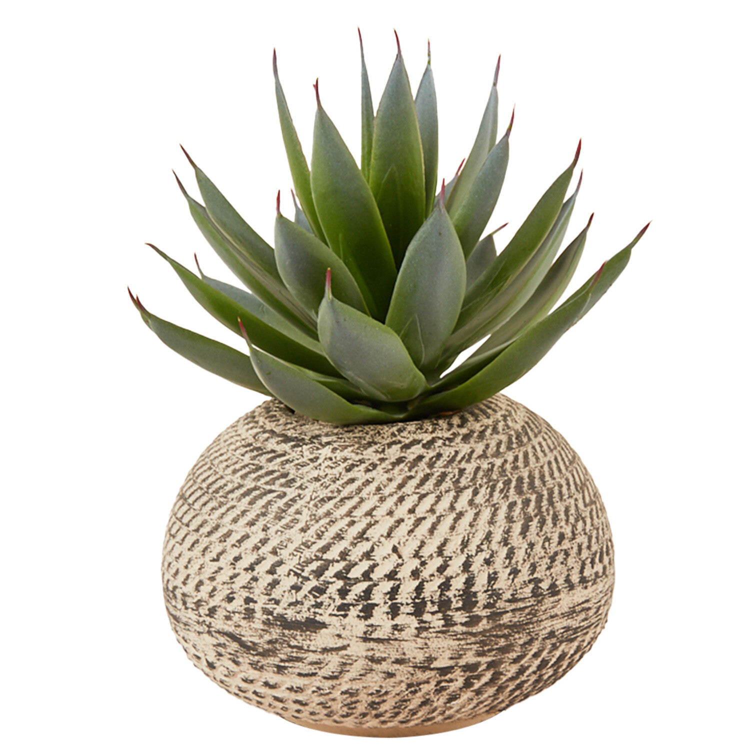 Aloe in Textured Pot - Green and Cream Image 1