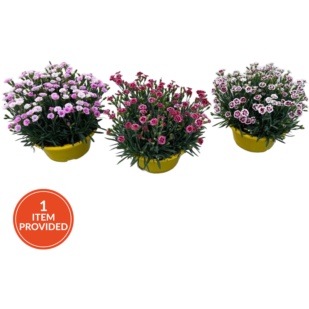 Dianthus Lucky Lips Plant Bowl Image