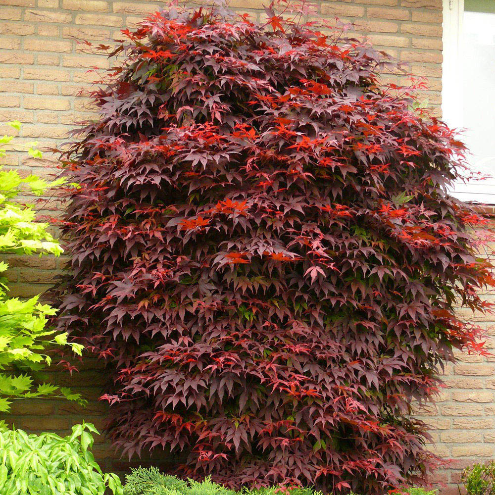 Thompson and Morgan Acer Palmatum Plant in Pot 9cm 4 Pack and Grey Planter 4 Pack Image 5