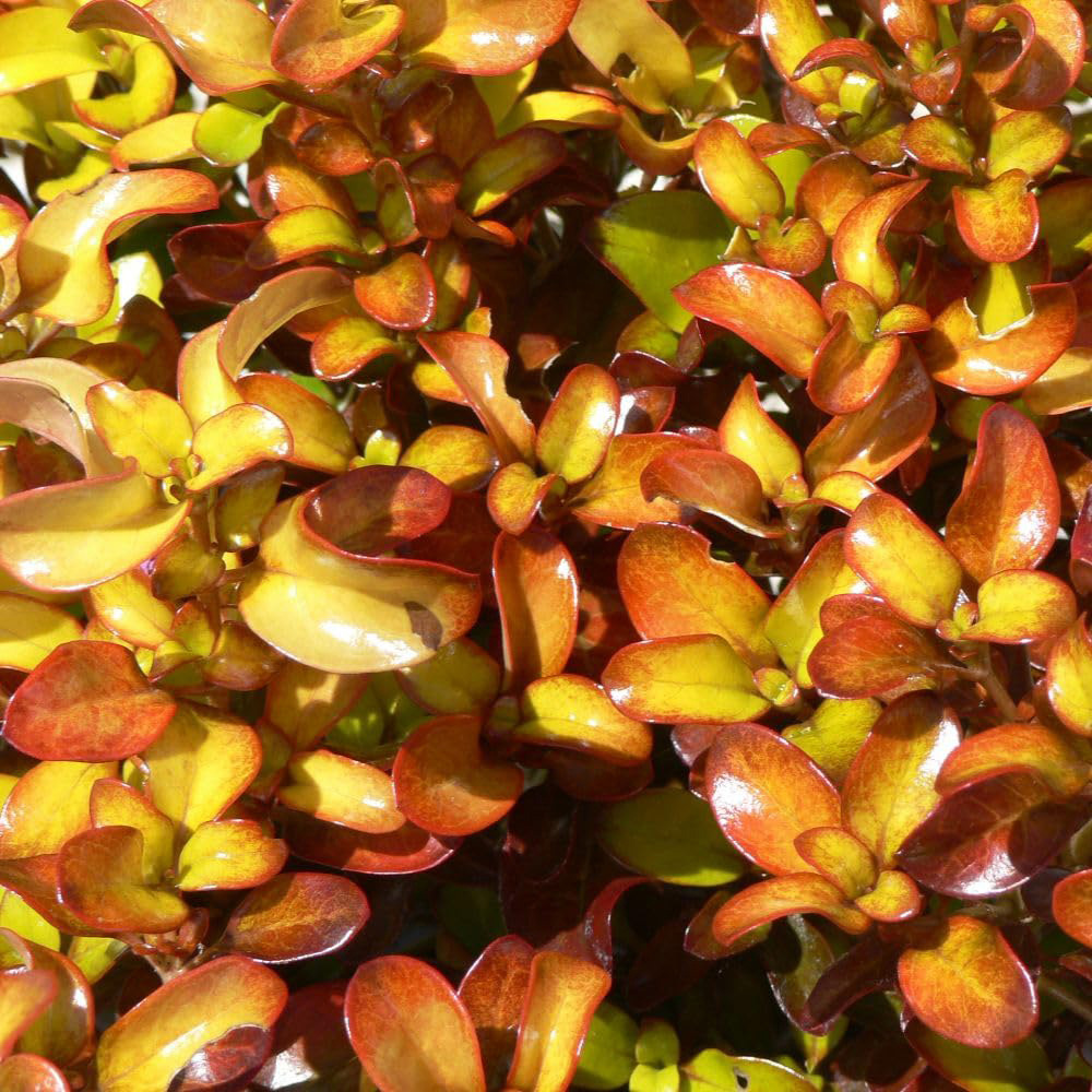 Thompson and Morgan Coprosma Repens Pina Colada Plant Pot 3L Image