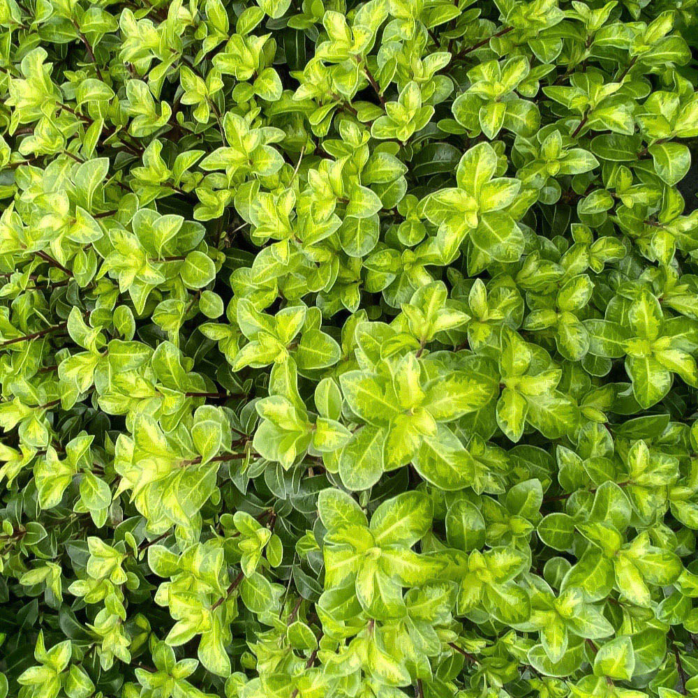 Thompson and Morgan Pittosporum Tenuifolium Golden Ball Plant Pot 9cm 3 Pack Image 1