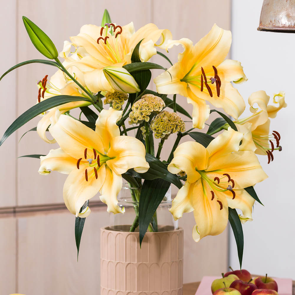 YouGarden Skyscraper Shine On Lily Bulb 3 Pack Image 3