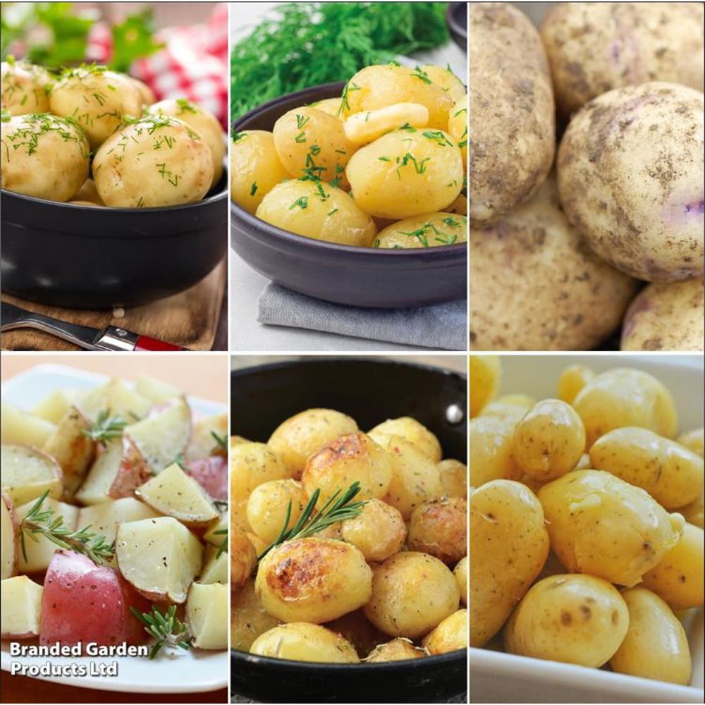 Thompson and Morgan Potato Favourites Collection Pack 6kg Image