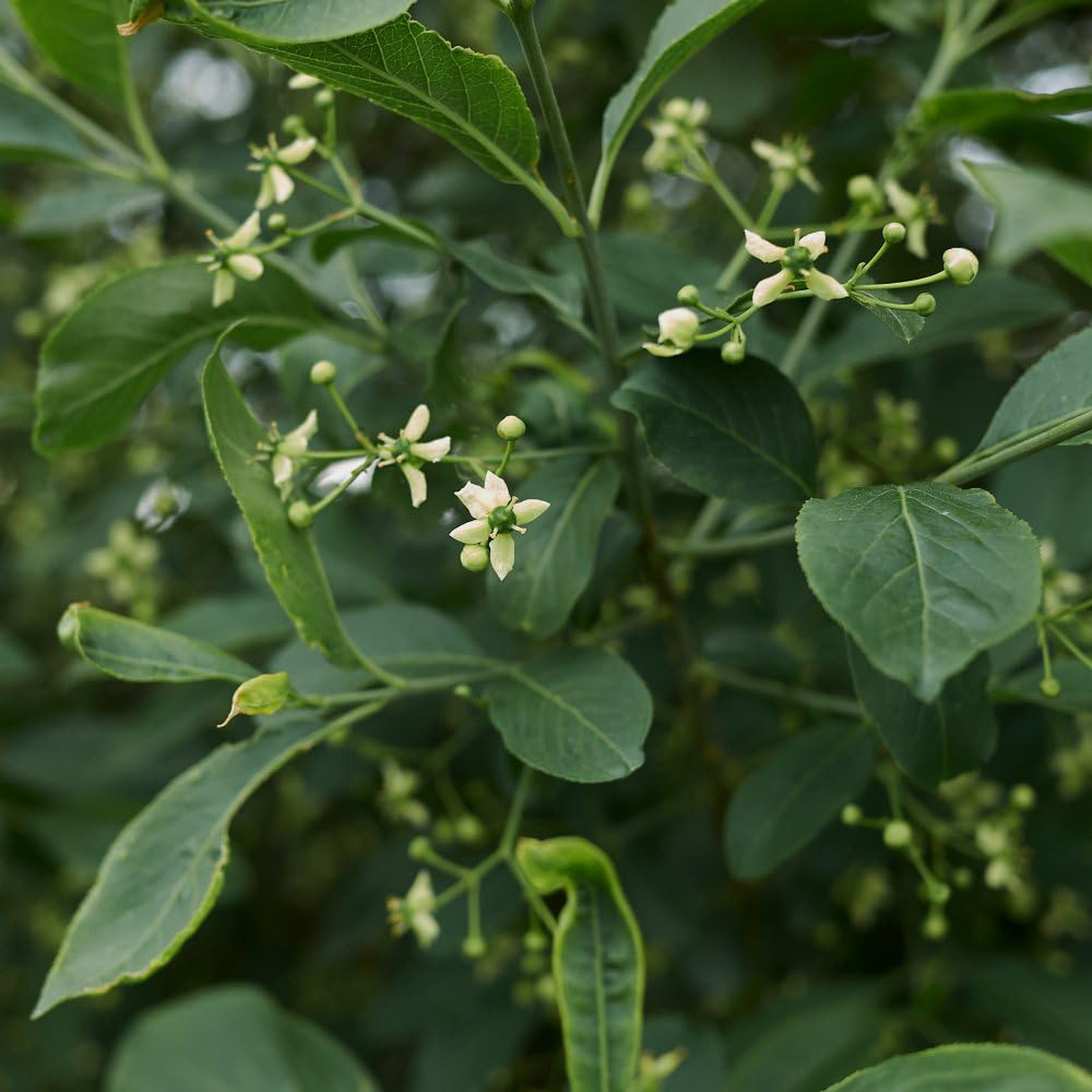Thompson and Morgan Hedge Spindle Euonymus Europaeus Plant Pot 3L Image 2