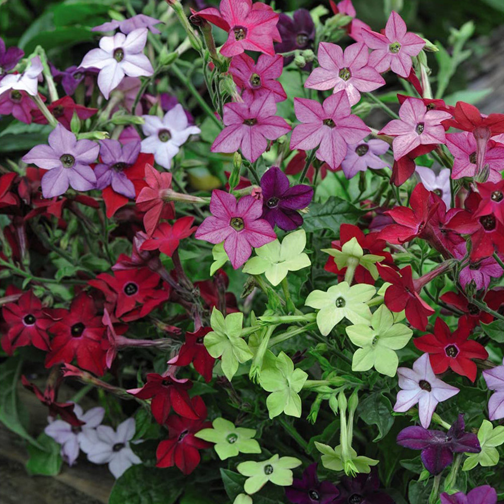 Thompson and Morgan Nicotiana Eau De Cologne Mixed Plant Plugs 36 Pack Image 3