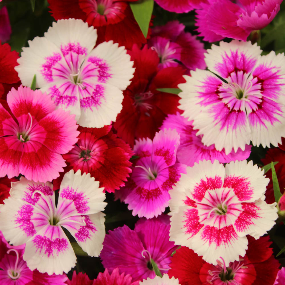 wilko Dianthus Gem Garden Ready Plant 20 Pack Image 1