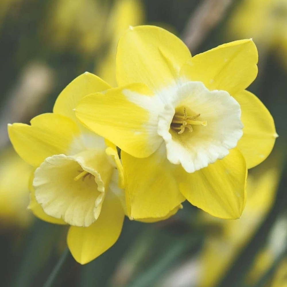 Thompson and Morgan Daffodil Jonquilla Pipit Planting Bulb 16 Pack Image 1
