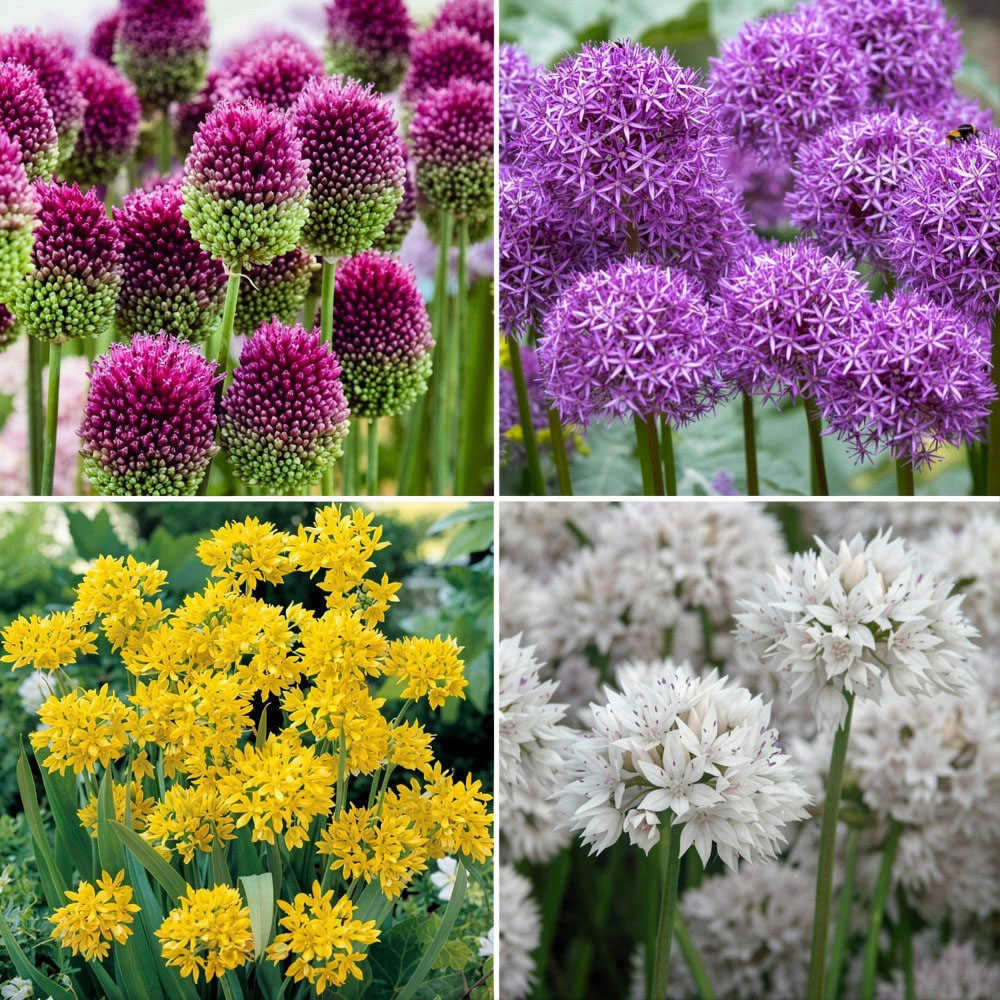 Thompson and Morgan Allium Collection Mixed Planting Bulb 100 Pack Image 1