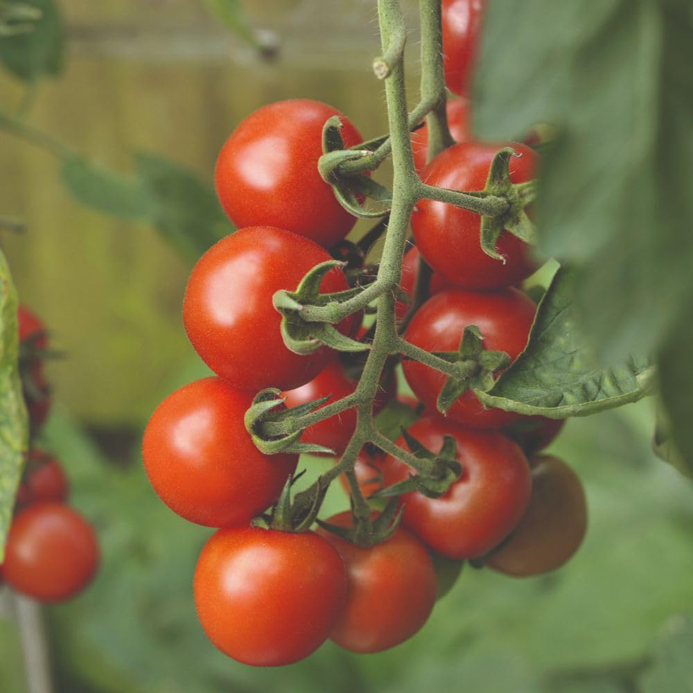 Thompson and Morgan Tomato Alicante Seed Packet Image 2