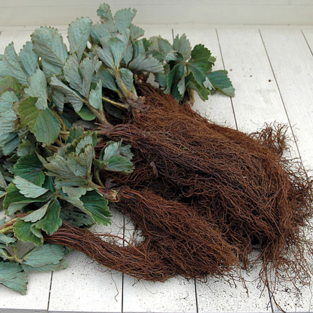 Thompson and Morgan Strawberry Florence 6 Bare Roots Image 3