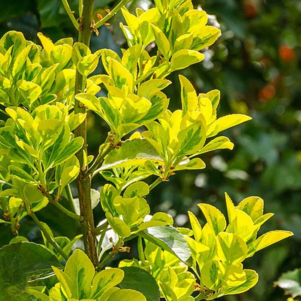 Thompson and Morgan Euonymus Aureomarginata Plant Pot 15L 2 Pack Image 1
