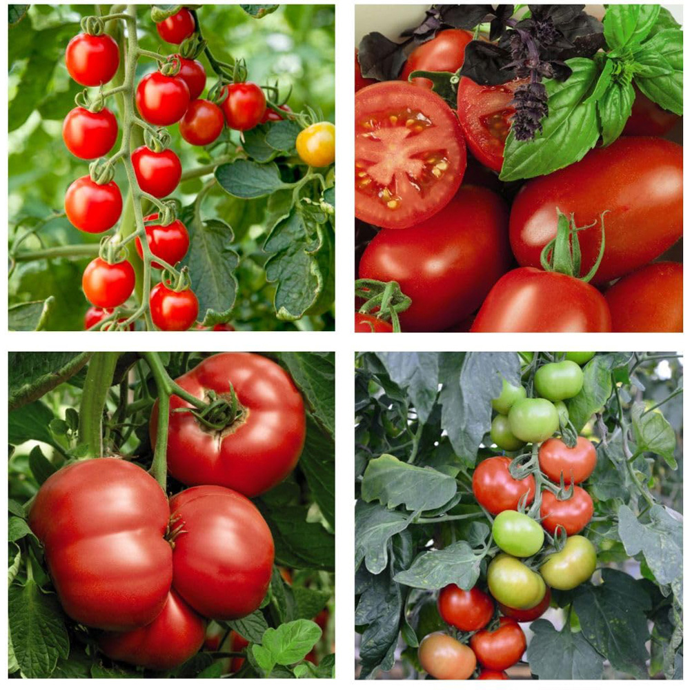 Thompson & Morgan Vegetable Tomato Crimson Collection Peat Free Plug Plant 8 Pack Image