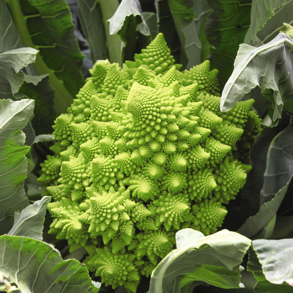 Thompson and Morgan Broccoli Romanesco Seeds Image 1