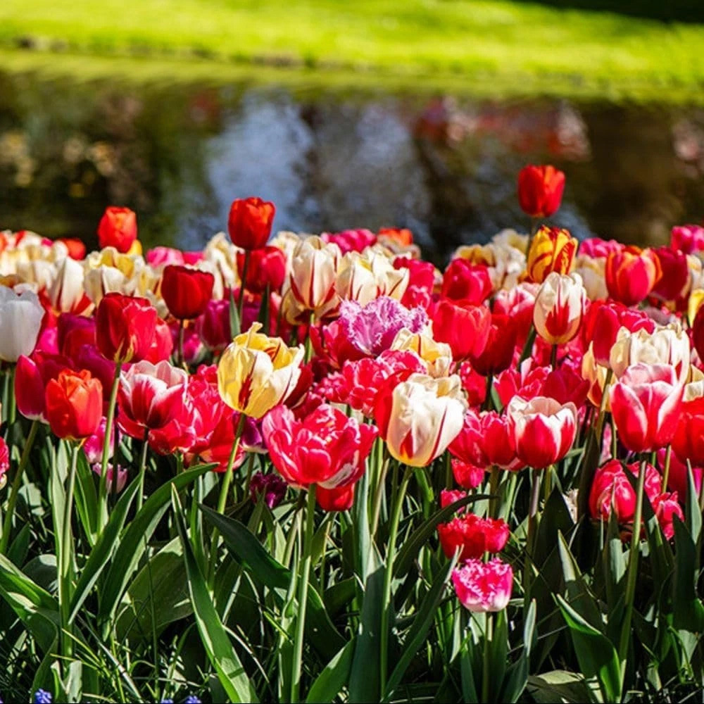 Thompson and Morgan Tulip Cutting Mixed Planting Bulb 40 Pack Image 3