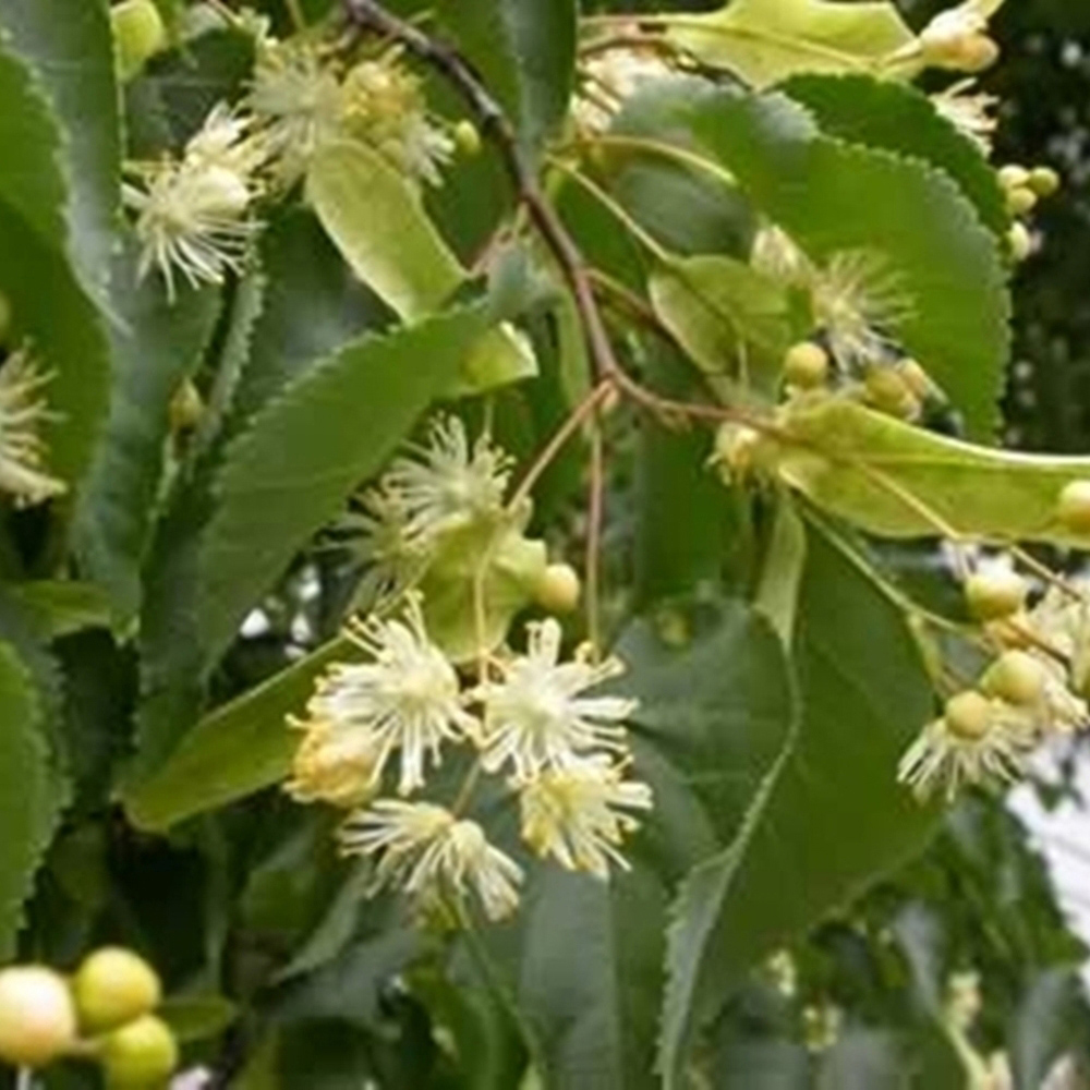 Inspirational Gifting Lime Bare Root Hedge Plant Sapling 2-3ft 10 Pack Image 3