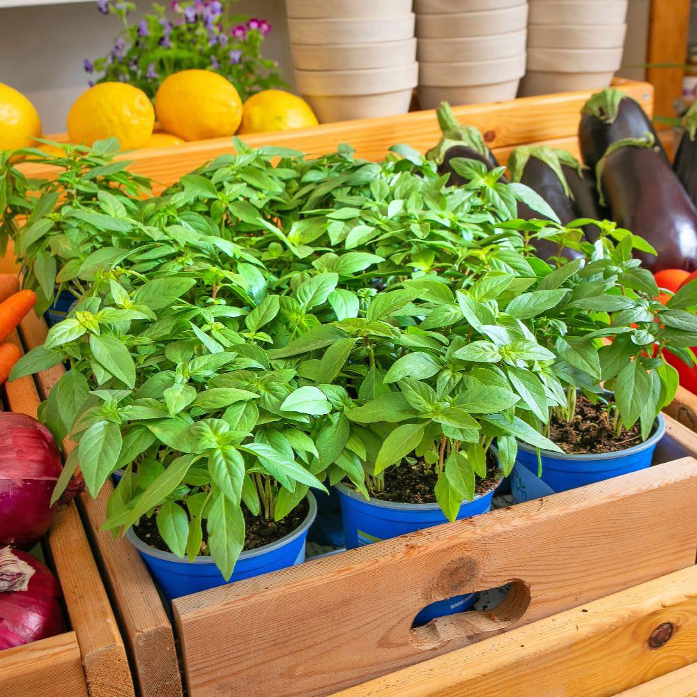 Thompson & Morgan Basilicious Thai-Zing F1 Thai Basil Seeds Image 2