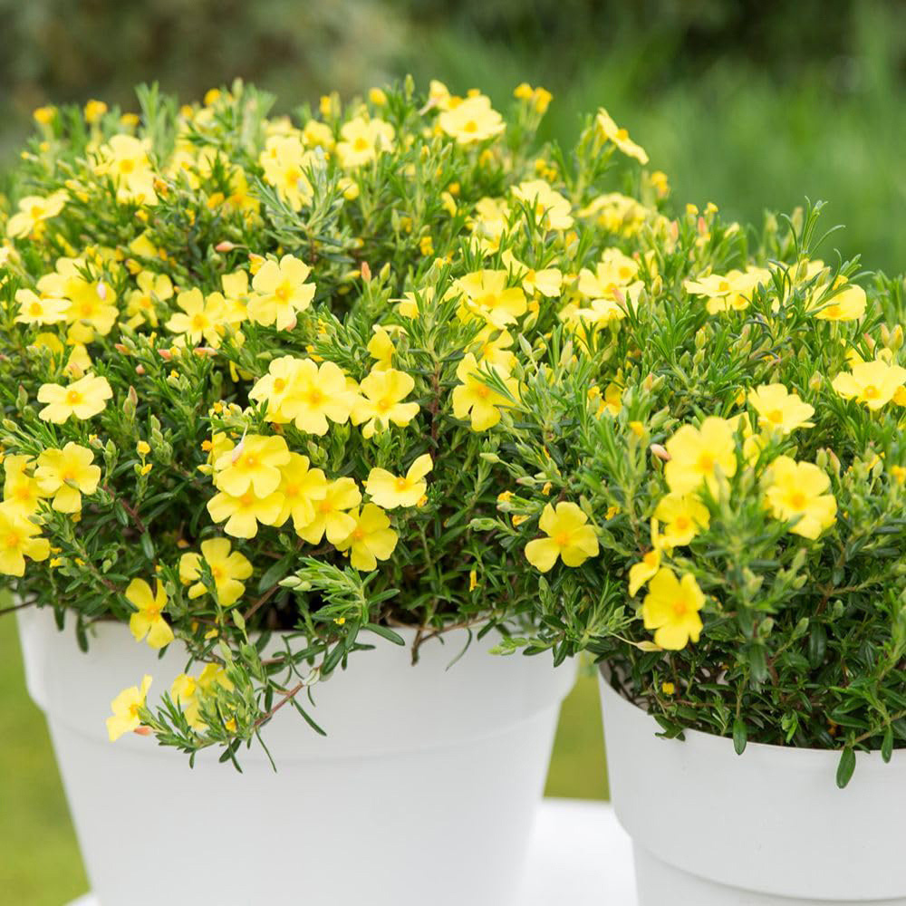 Thompson and Morgan Halimium Commutatum April Sun Plant Pot 15cm 2 Pack Image 5