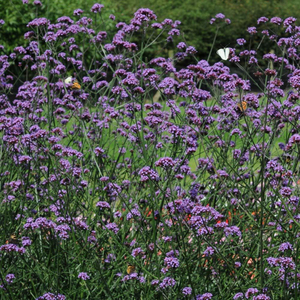 Thompson and Morgan Verbena Buenos Aires Plant Plugs 6 Pack Image 1