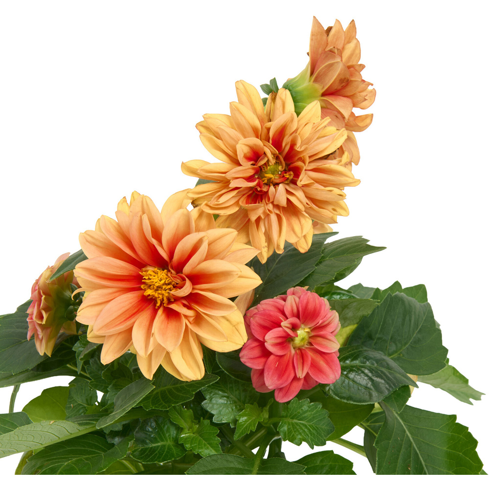 Dahlia Seasons Best Plant Image 8