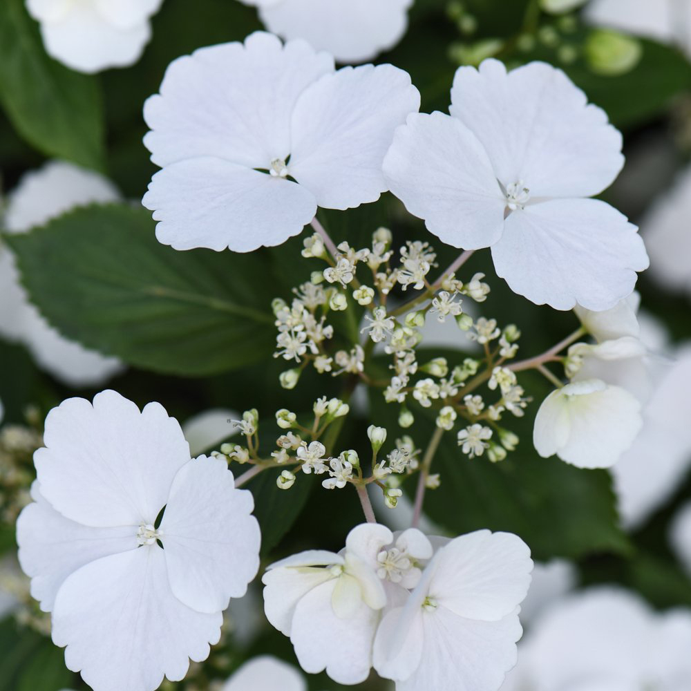 Thompson and Morgan Hydrangea Runaway Bride Plant Pot 13cm 2 Pack Image 4